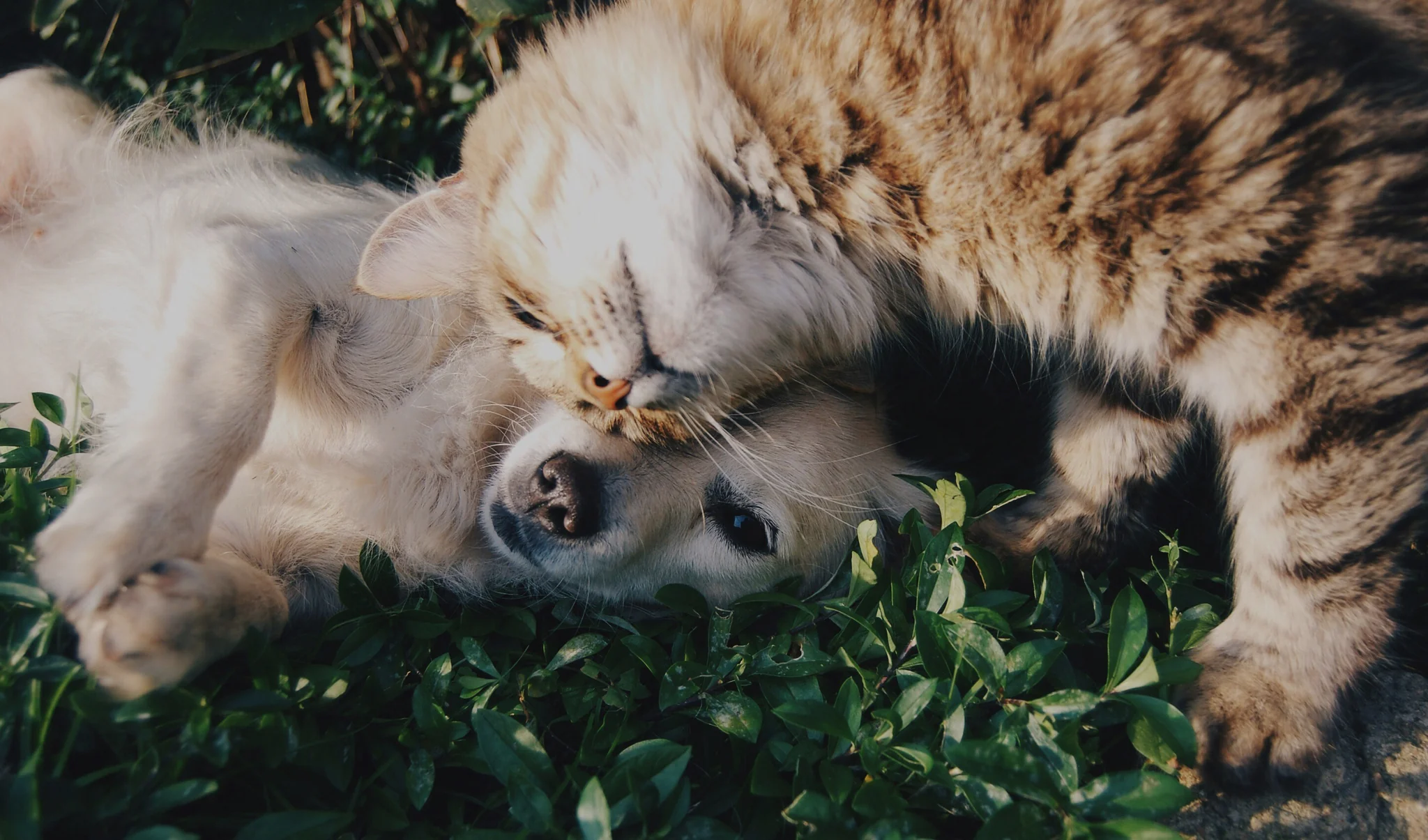 Healthy Food, Happy Pets